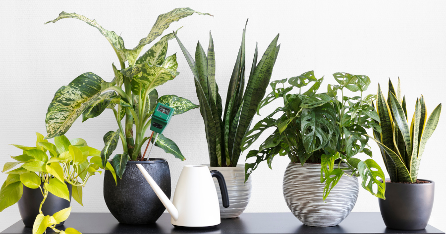 12 super easy houseplants you can’t forget to care for