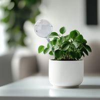 Watering Globe - 270 ML - 1 Pack
